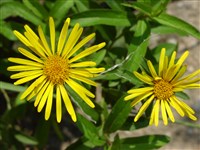 Девясил иволистный – Inula salicina L.