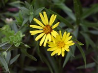 Девясил мечелистный – Inula ensifolia L.