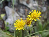 Девясил око Христа – Inula oculus-Christi L.