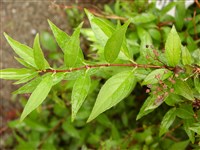 Дейция Лемуана – Deutzia x lemoinei Lem.