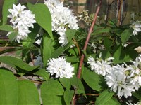 Дейция великолепная, пышная – Deutzia x magnifica (Lemoine) Rehd.