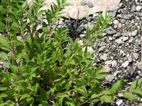 Дейция городчатая – Deutzia crenata Lev.