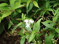 Дейция изящная – Deutzia gracilis Sieb. & Zucc.