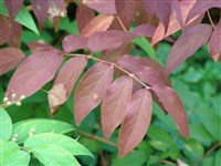 Дейция мелкоцветковая, амурская – Deutzia parviflora Bunge.