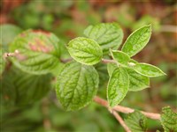 Дейция многоцветковая – Deutzia x myriantha Lemoine.