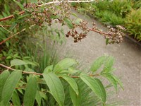 Дейция мясо-красная – Deutzia x carnea (Lemoine) Rehd.