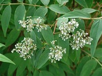 Дейция отличная – Deutzia x excellens (Lemoine) Rehd.