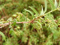 Дейция розовая – Deutzia x rosea (Lemoine) Rehd.