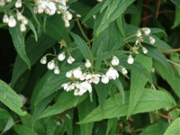 Дейция садовая – Deutzia maliflora Rehd.