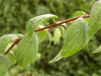 Дейция скученноцветковая – Deutzia glomeruliflora Franch. (1)