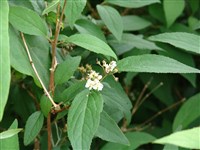 Дейция шероховатая – Deutzia scabra Thunb. (1)