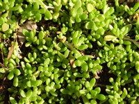 Делосперма нубигена – Delosperma nubigenum (Schltr.) L.Bol.