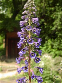 Дельфиниум Маака – Delphinium maakianum Reg.