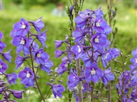Дельфиниум белладонна – Delphinium x beladonna hort.ex Bergmans.