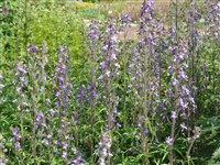 Дельфиниум величественный – Delphinium exaltatum Ait.