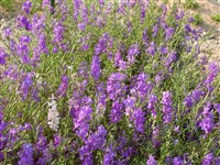 Дельфиниум восточный, консолида восточная – Delphinium orientale J.Gay.