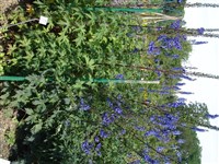 Дельфиниум высокий – Delphinium elatum L.