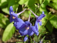 Дельфиниум крупноцветковый, китайский – Delphinium grandiflorum L.