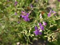 Дельфиниум полевой, консолида королевская – Delphinium consolida L.