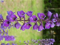 Дельфиниум прекрасный – Delphinium formosum Boiss.et Huet.