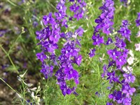 Дельфиниум сомнительный, Аяксов, консолида сомнительная – Delphinium ambiguum L.