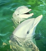 Дельфины (атлантические)