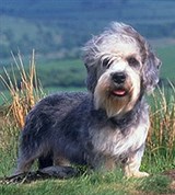 Денди-динмонт-терьер