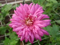 Дениска [Род дендрантема – Dendranthema (DC.) Desmoul]