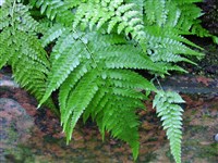 Деннштедтия точечнолопастная – Dennstaedtia punctilobula (Michx.) Moore.