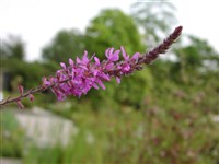Дербенник иволистный – Lythrum salicaria L.