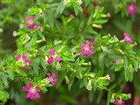 Дербенник прутовидный – Lythrum virgatum L.