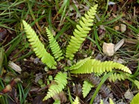 Дербянка колосистая – Blechnum spicant (L.) Roth.