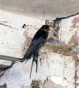 Деревенская ласточка (у гнезда)