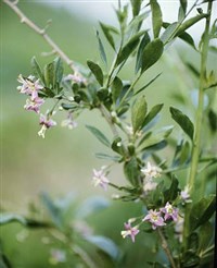 Дереза (ветвь)