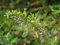 Дереза берберов, варварская, иноземная, обыкновенная – Lycium barbarum L.