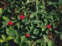 Дерен (заросли)