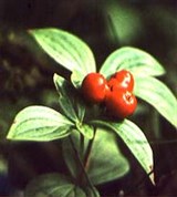 Дерен (шведский)