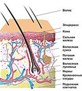 Дерма (строение кожи млекопитающих)