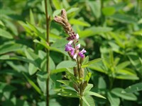 Десмодиум канадский – Desmodium canadense (L.) DC. (1)