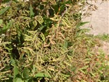 Десмодиум канадский – Desmodium canadense (L.) DC. (2)