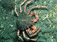 Десятиногие ракообразные (Краб)