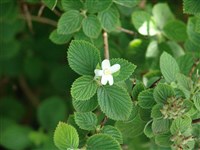 Джеймсия американская – Jamesia americana Torr. & A.Gray.