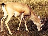 Джейран (Gazella subgutturosa)