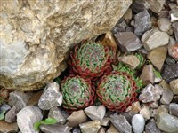 Джовибарба жестковолосистая – Jovibarba hirta (L.) Opiz. (1)