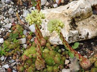 Джовибарба отпрысковая – Jovibarba sobolifera (Sims.) Opiz. (1)