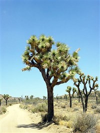 Джошуа-Три (национальный парк)