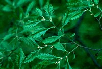 Дзельква граболистная – Zelkova caprinifolia (Pall.) K.Koch.