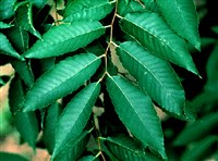 Дзельква пильчатая – Zelkova serrata (Thunb.) Mak.