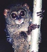 Дианов долгопят (Tarsius dianae)