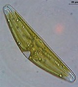 Диатомовые водоросли (Пеннатофициевые диатомеи)